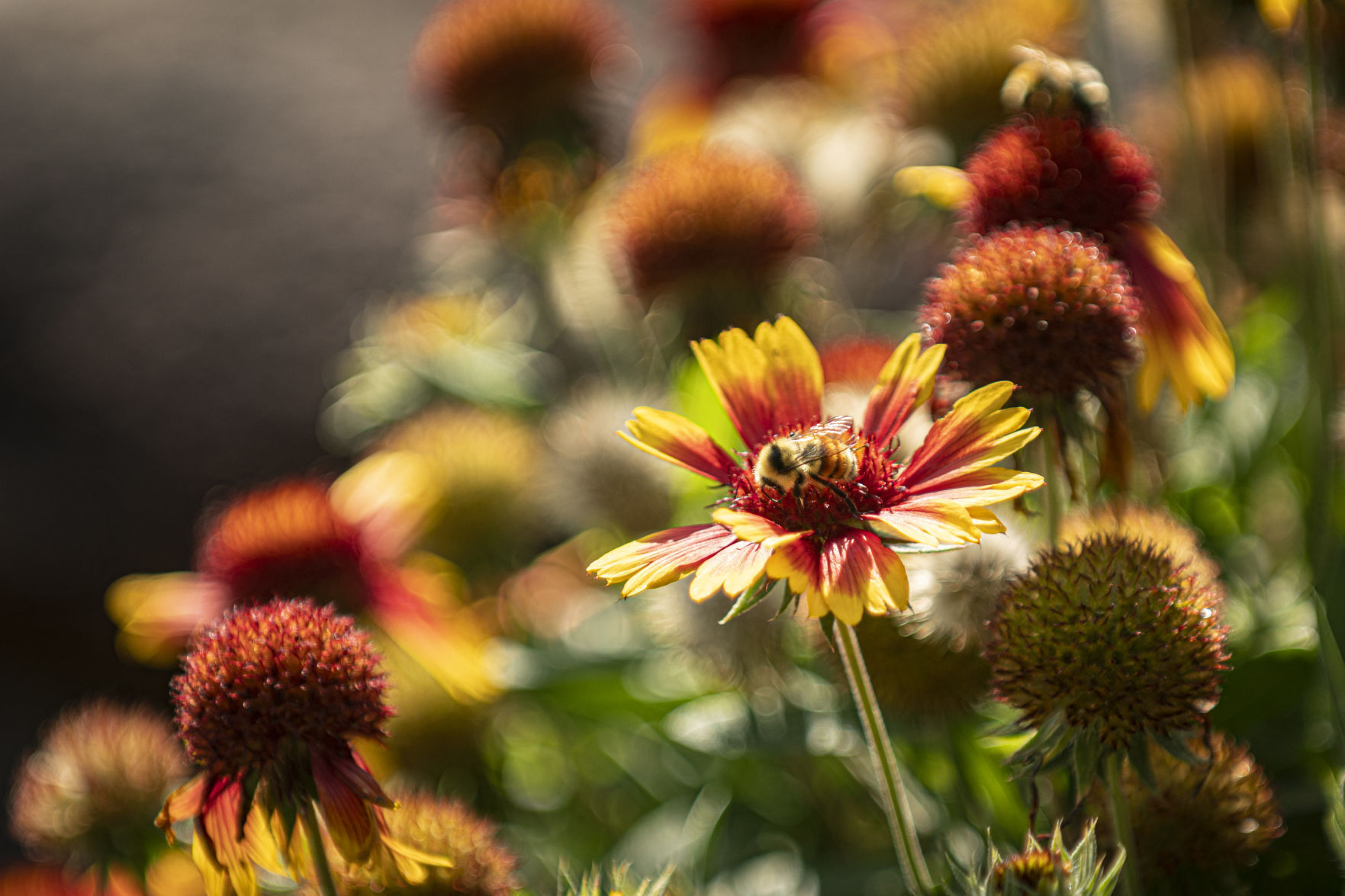 New pollinator garden at CSI